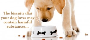 Cute puppy eating dog food - isolated over a white background